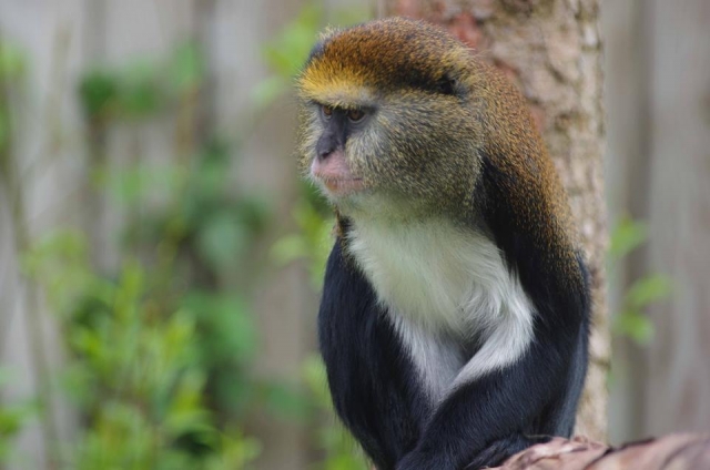  Primates 